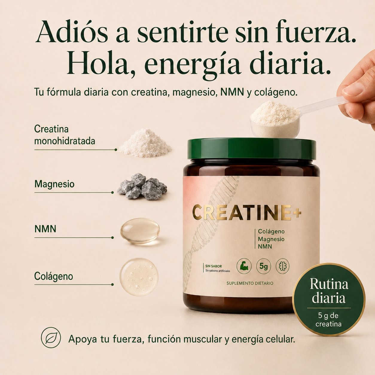 Creatine+® – Fuerza, Energía y Salud Cerebral